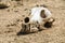 Skull of a dog with a bundle of wool on the vertex lies on the ground and gnaws at the stone