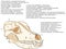 The skull of a dog. Structure of the bones of the head, anatomical design. In Russian and Latin