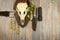 Skull of a European Roe Deer, Trophy. Knife and belt, flashlight.