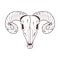 skull head of wild goat icon