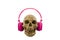 Skull with pink headphones isolated on white background.