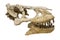 The skull of the predatory dinosaur tarbosaurus Latin: Tarbosaurus bataar isolated on a white background. Paleontology