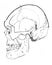 Skull of prehistoric man in the old book the Antiquity of man, by C. Lyell, 1864, St. Petersburg