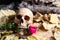 Skull Rose Love