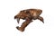 Skull of Scimitar Cat, homotherium serum, Sabre-toothed Cat became extinct 10 000 years ago, Museum Exhibit, Beringia Museum,