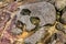 Skull-shaped rocks located in the city of Cabo de Santo Agostinho - Brazil