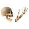 Skull with skeleton hand in realistic style. Helloween creepy decoration for party