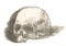 Skull. Skull, the personification of death, miniature drawing. A graphical illustration of the etching.