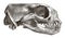 Skull of threatened northern fur seal callorhinus ursinus