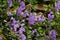 Skullcap ( Scutellaria indica ) flowers.