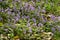 Skullcap ( Scutellaria indica ) flowers.