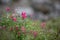 Skullcap, Scutellaria suffrutescens, rose-red flowers, Mexico