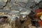 Skulls and coffins in cave. Londa is burial site in Tana Toraja, South Sulawesi, Indonesia