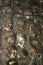 Skulls inside of the Chapel of Bones Capela dos Ossos in de San Francisco church Igreja do Sao Francisco in Evora, Portugal