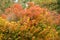 Skumpiya tanning Cotinus coggygria Scop. Autumn landscape