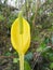 Skunk cabbage