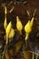 Skunk Cabbage