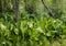 Skunk Cabbage Boardwalk in the Columbia Mountains â€“ a valley bottom wetland, in Mount Revelstoke National Park of Canada