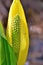 The skunk cabbage is flowering in the swamp.