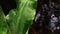 Skunk Cabbage, Lysichiton americanum, Vancouver Island, British Columbia, Canada