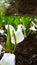 Skunk Cabbage in Mt.AMAKAZARI-Lysichiton camtschatcense