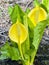 Skunk Cabbage (Symplocarpus foetidus)