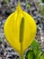 Skunk Cabbage (Symplocarpus foetidus)