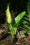 Skunk cabbage Symplocarpus foetidus flowering