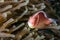 Skunk Clownfish in anemone