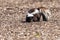 Skunk eating in the garden