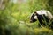 skunk foraging through undergrowth with just its tail visible