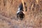 Skunk & x28;Mephitis mephitis& x29; Bosque del Apache Wildlife Reserve, New Mexico,USA