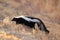 Skunk & x28;Mephitis mephitis& x29; Bosque del Apache Wildlife Reserve, New Mexico,USA