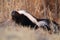 Skunk & x28;Mephitis mephitis& x29; Bosque del Apache Wildlife Reserve, New Mexico,USA