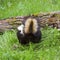 Skunk tail rear end defense log grass defensive odor