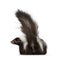 Skunk on a white background