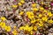 Skunky monkeyflower Diplacus mephiticus wildflowers blooming in Yosemite National Park, Sierra Nevada mountains, California