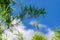 Sky above the bamboo trees in the forest