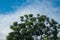 Sky above the bamboo trees in the forest