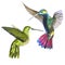 Sky bird colibri in a wildlife by watercolor style isolated.