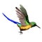 Sky bird colibri in a wildlife by watercolor style isolated.