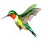 Sky bird colibri in a wildlife by watercolor style isolated.