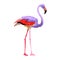 Sky bird flamingo in a wildlife by vector style isolated.