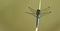 Sky blue dragonfly on a reed