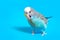 Sky blue wavy parrot with plastic toy skateboard