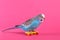 Sky blue wavy parrot with plastic toy skateboard