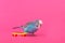 Sky blue wavy parrot with plastic toy skateboard