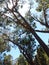 Sky bound serenity: trees embracing the horizon