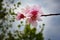 `Sky Bud` macro Peach blossoms against deep green trees and blue sky