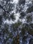 the sky is clear above the pine forest on the edge of the Indonesian "gemah" beach